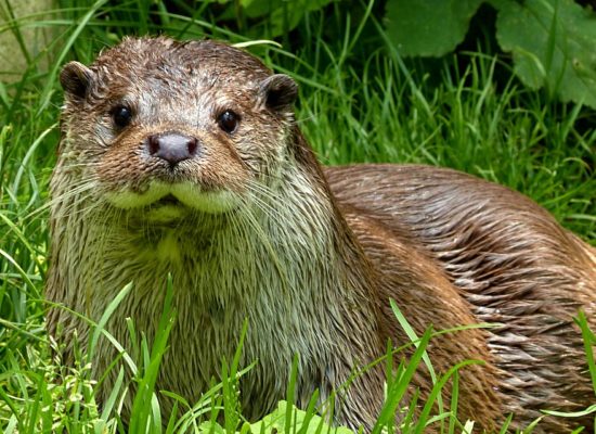 Eurasian Otter