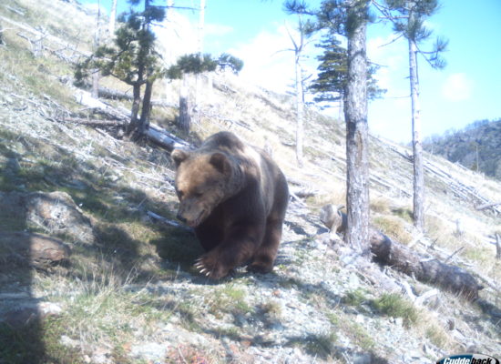 Brown Bear