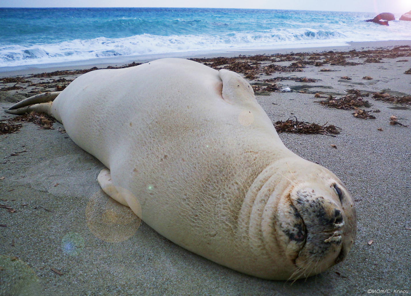 Mediterranean Monk Seal