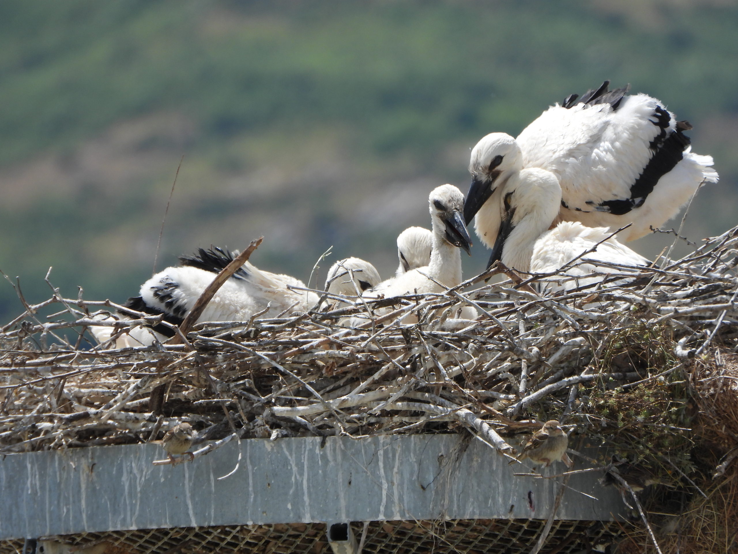 White Stork