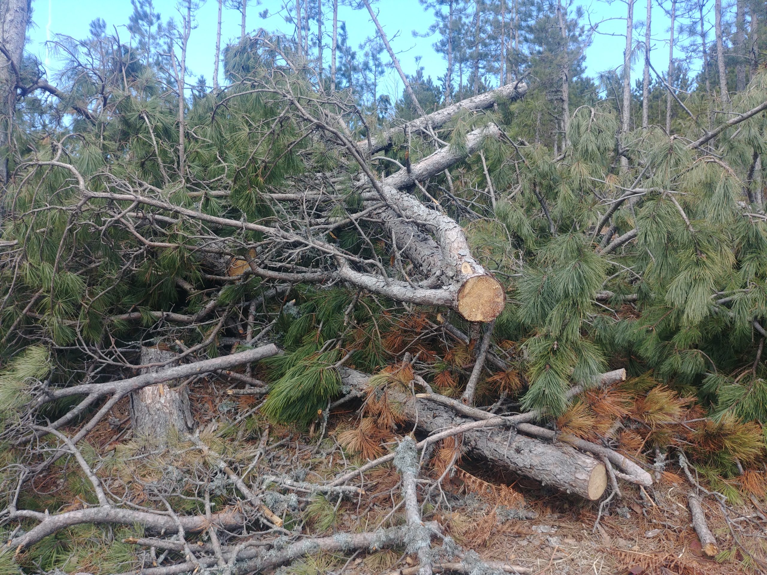 Moratoriumi i pyjeve: zvogëlohet shtrirja e prerjeve por rritet intensiteti i shfrytëzimit