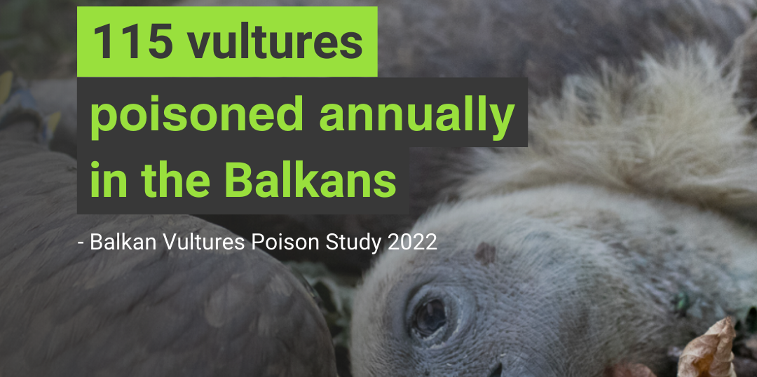 Njoftim për Shtyp: Helmimi i paligjshëm i kafshëve të egra varfëron biodiversitetin e Ballkanit por vetëm 1% e çështjeve arrijnë në gjykatë.