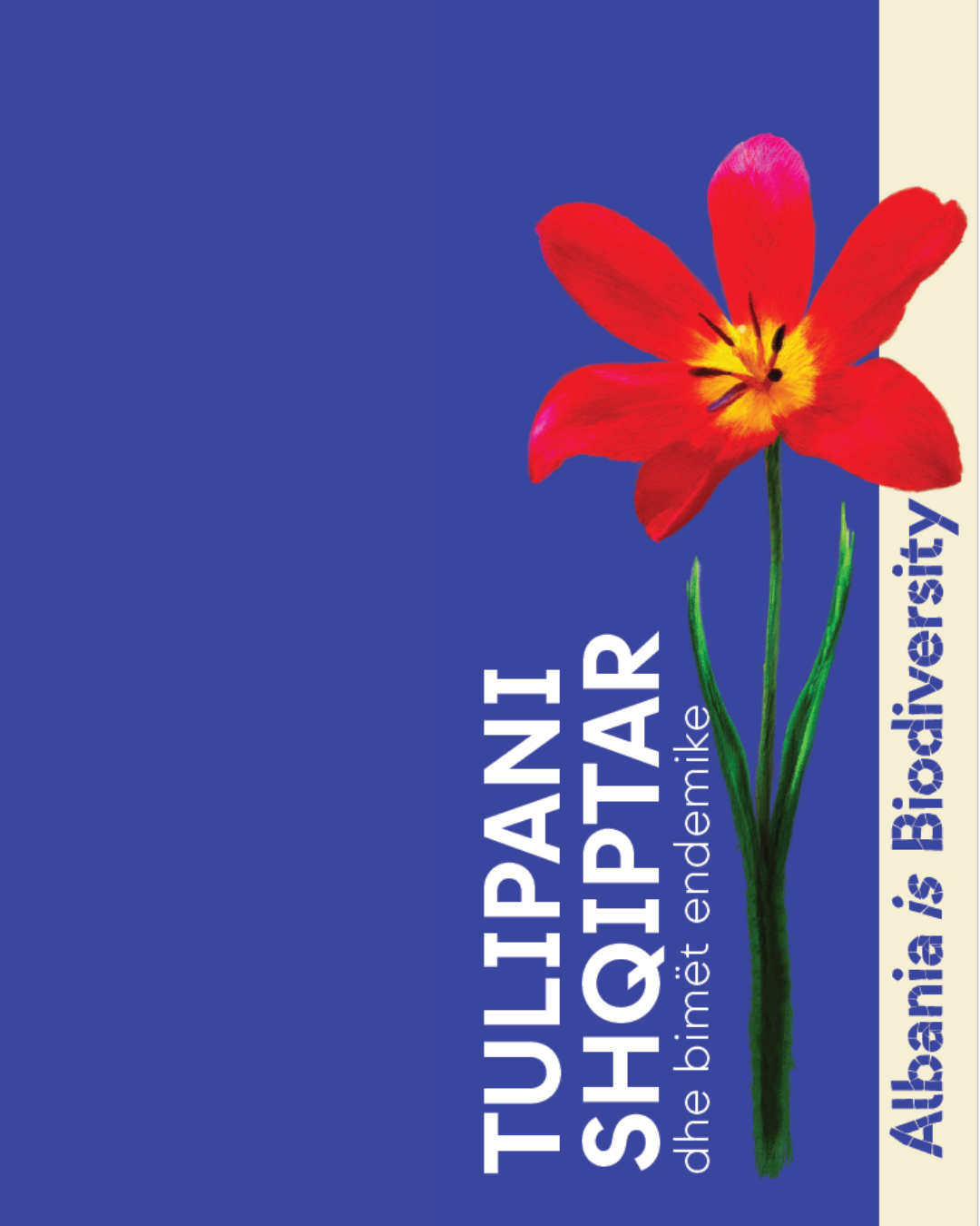 Tulipani Shqiptar