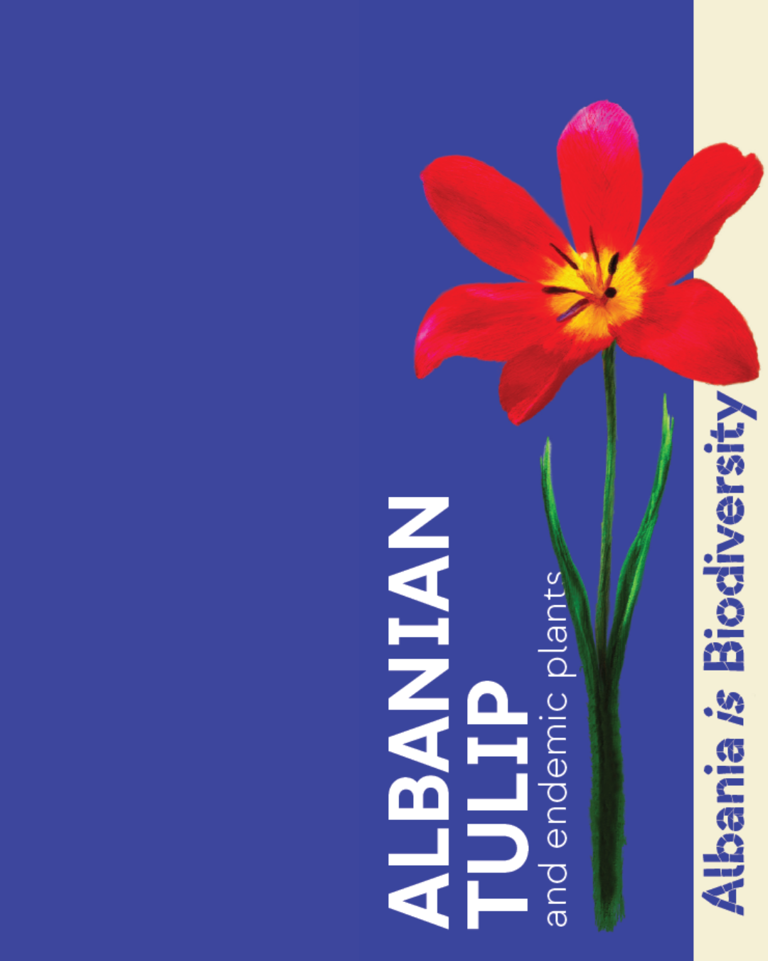 Albanian Tulip
