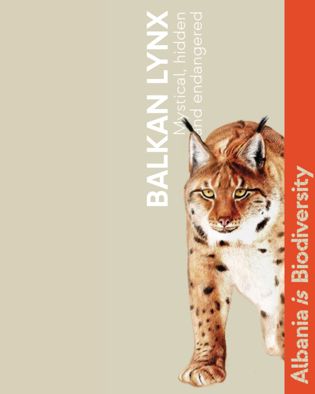 Balkan lynx