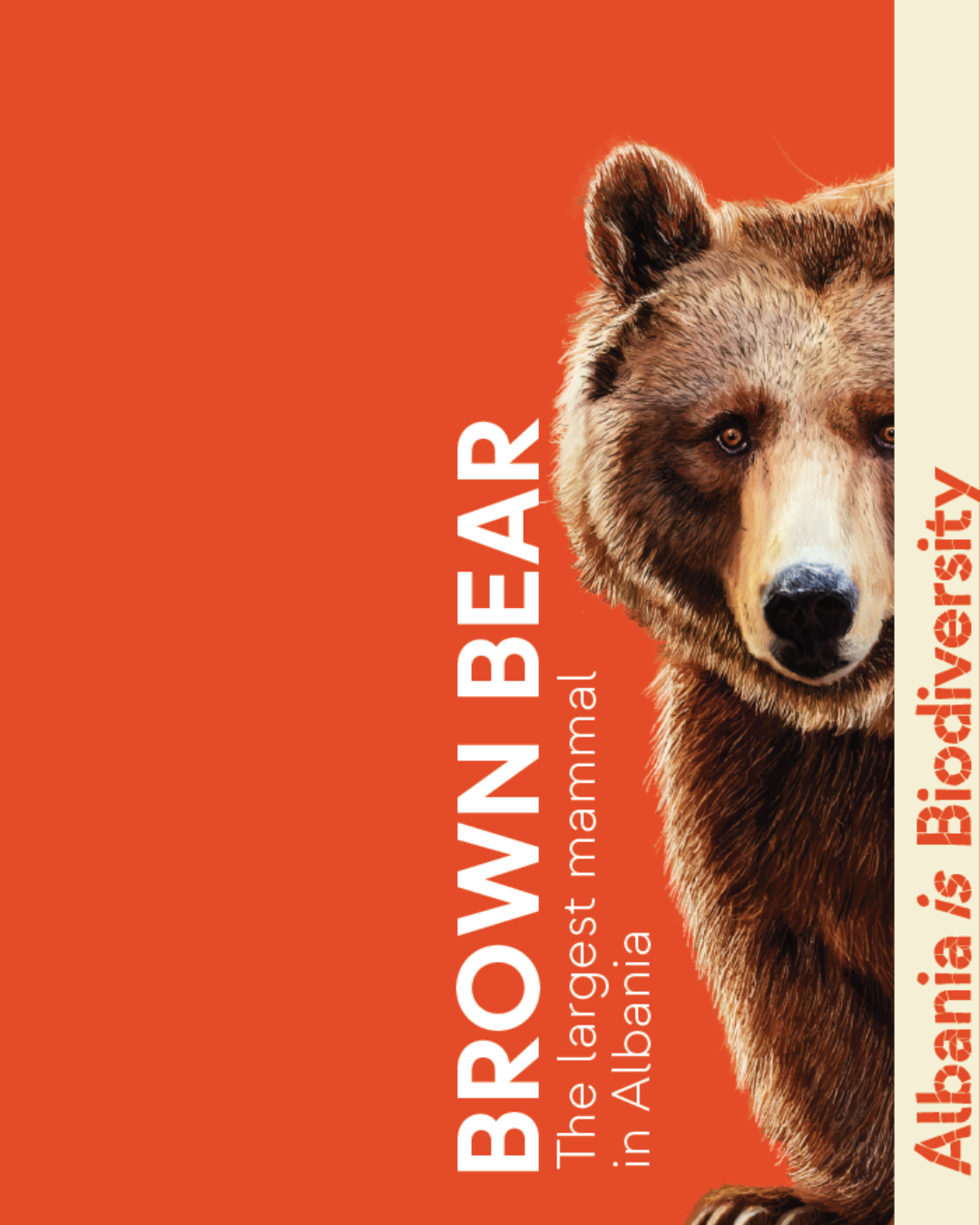 Brown bear