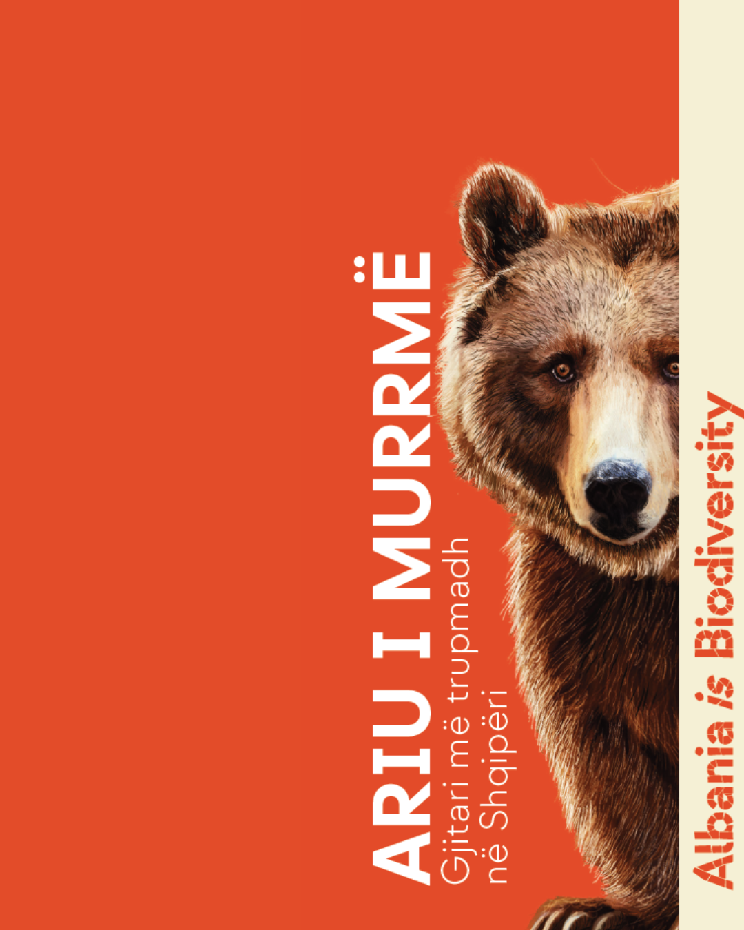 Ariu i murrmë