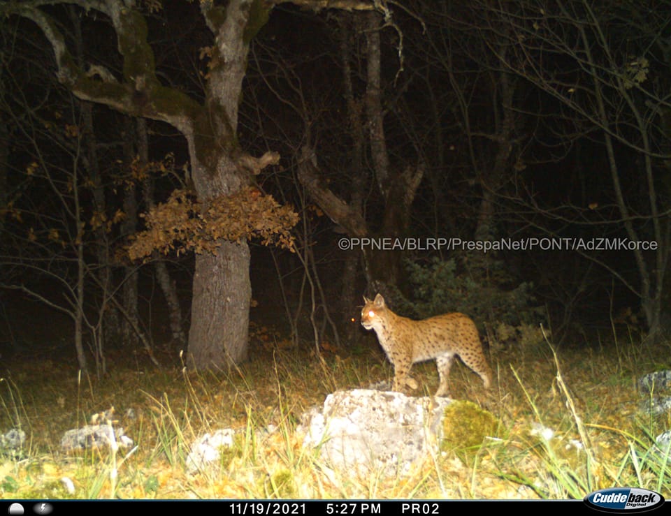 Balkan Lynx photographed for the first time in📍Prespa National Park