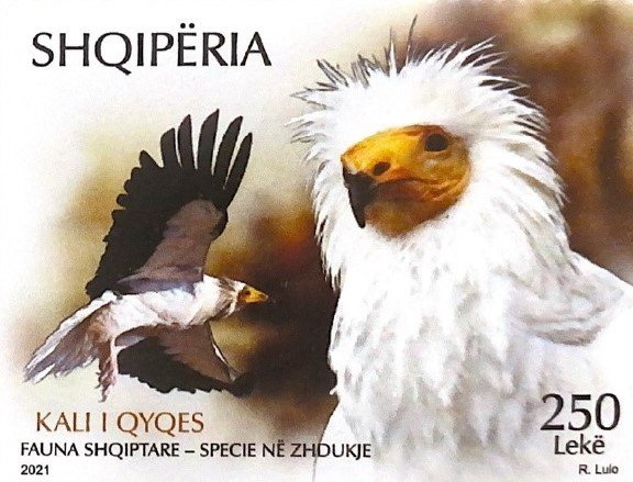 New postal stamp with the Egyptian Vulture picture, published by the Albanian Post Office