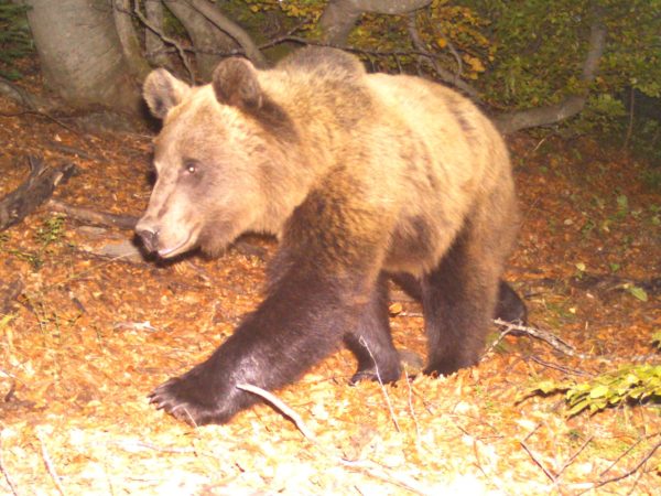 Tripoint Brown Bear