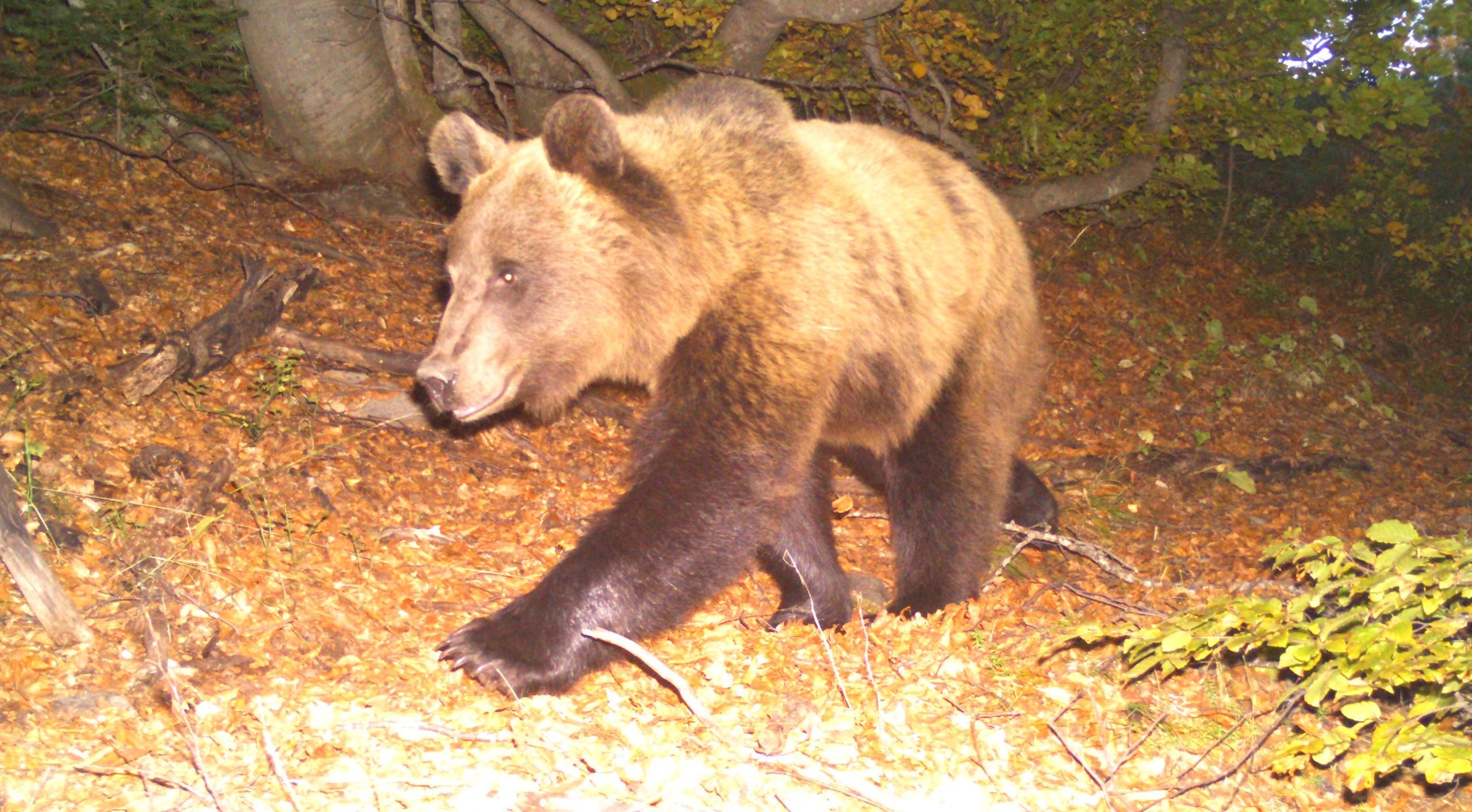 Tripoint Brown Bear