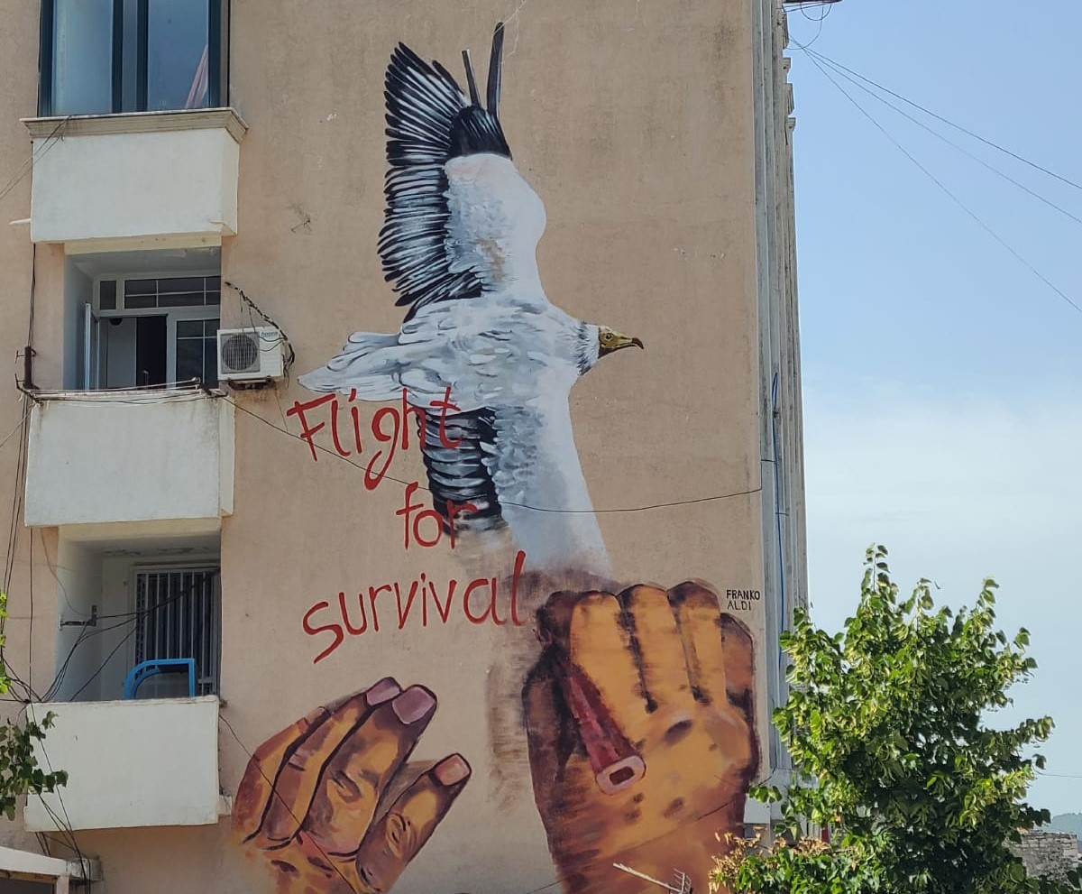 Egyptian Vulture turned into street art