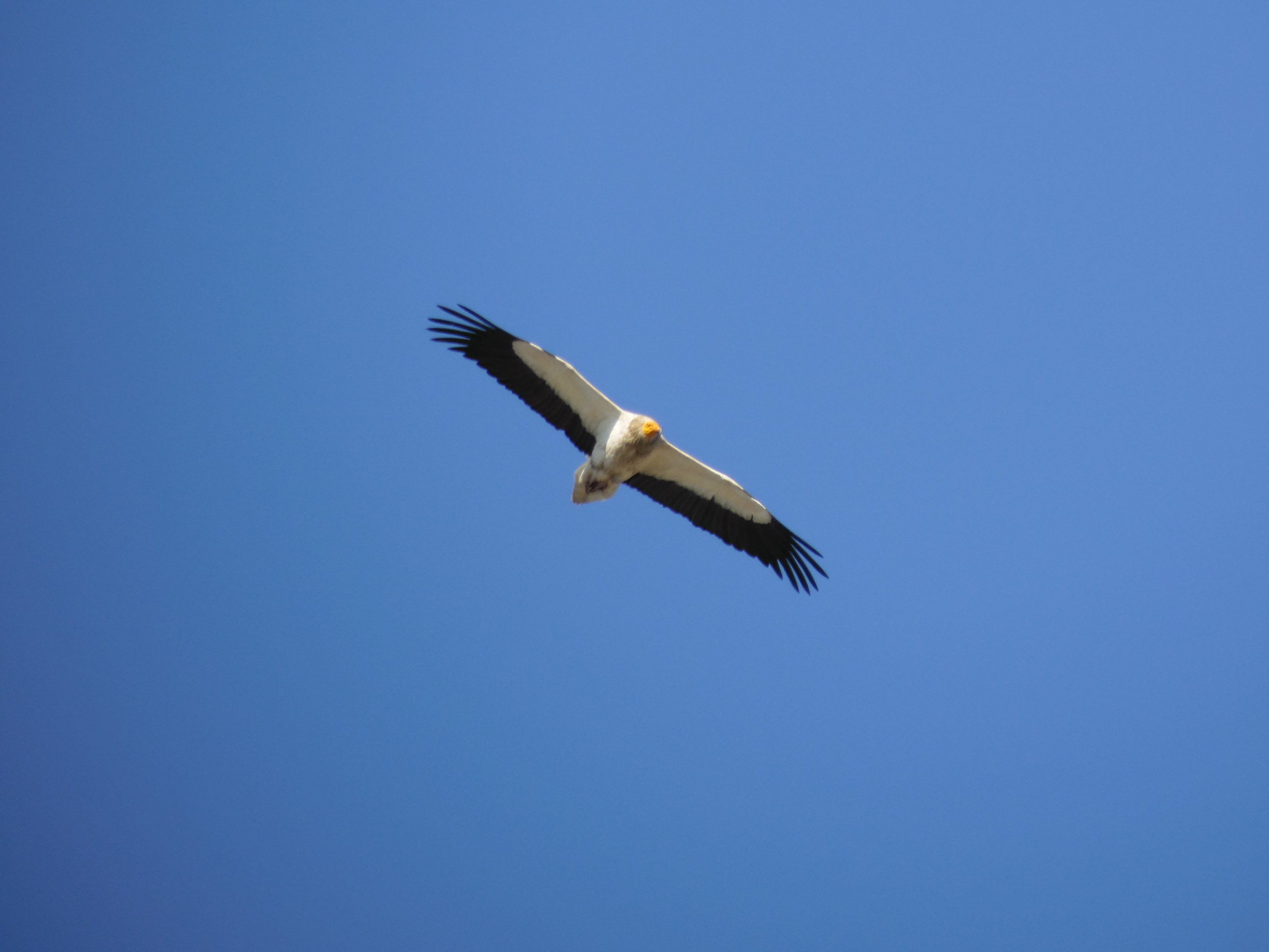 “Aoos” on the Horizon: Egyptian Vulture Returning to Albania!