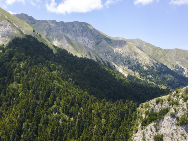 Restaurimi i Pyjeve të Maqedonisë së Veriut dhe Shqipërisë