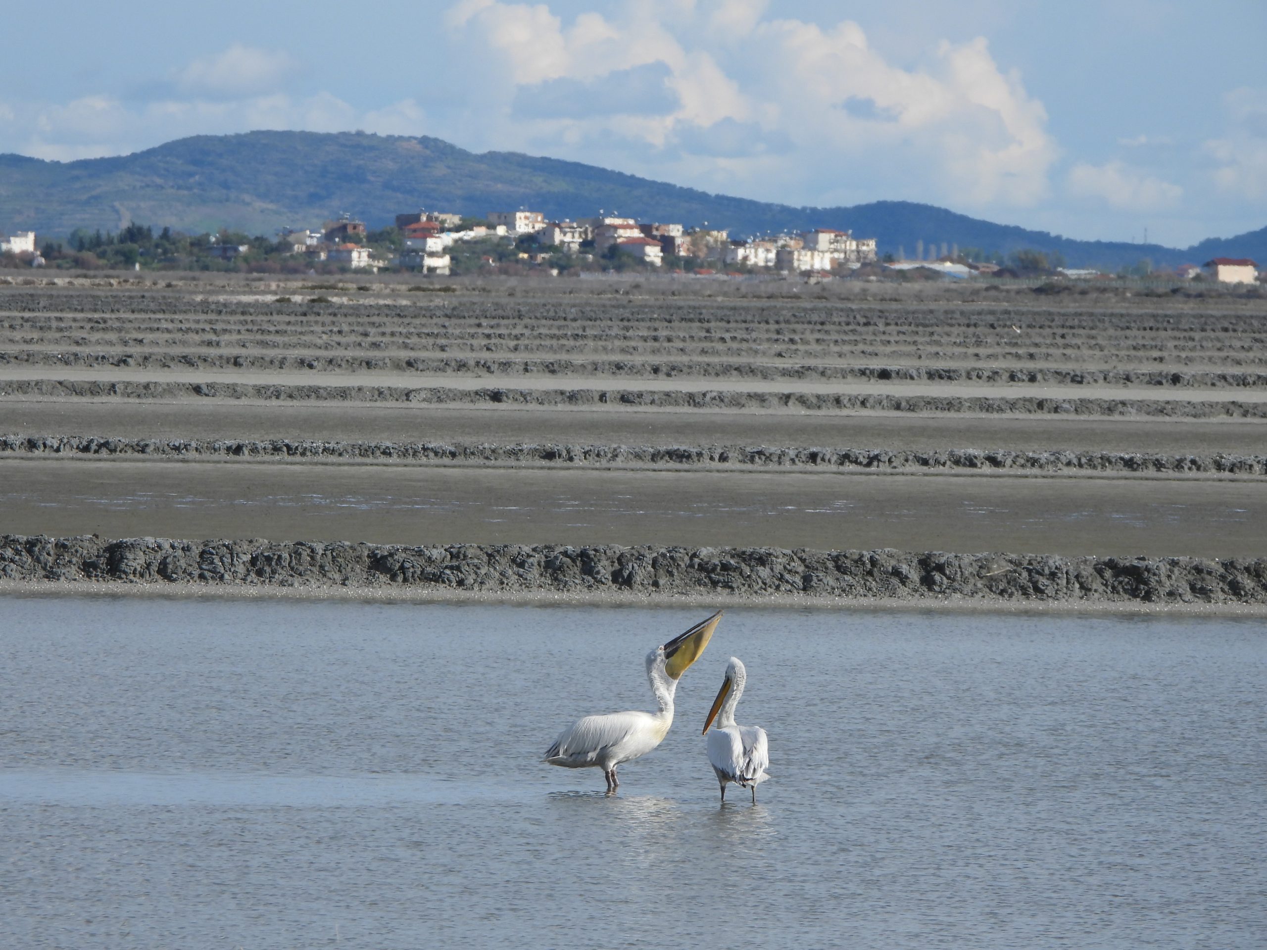 Vlora airport: International community calls for a viable solution to save the natural paradise of Vjosa- Narta Lagoon in Albania