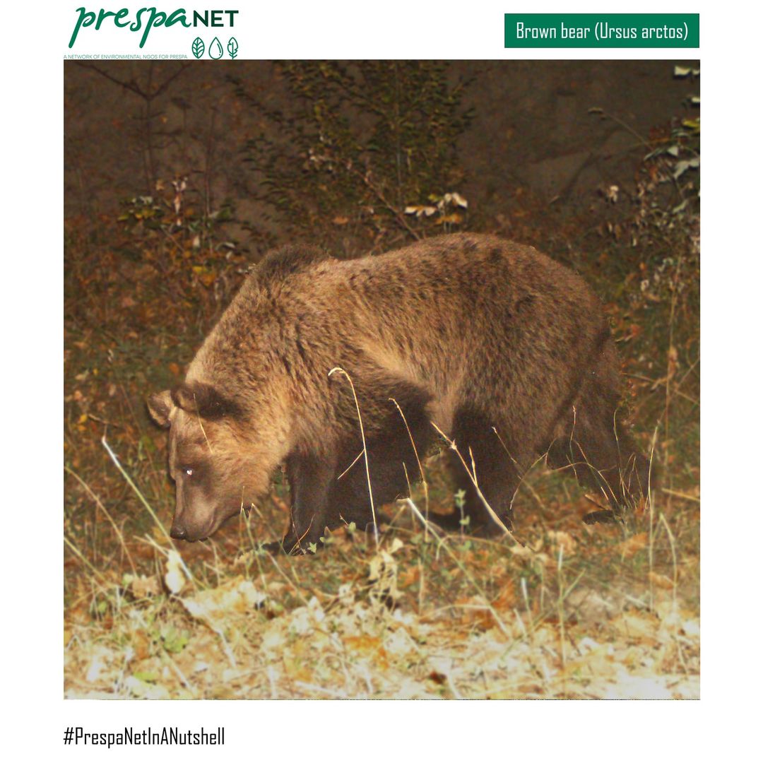 The brown bear in Lake Prespes
