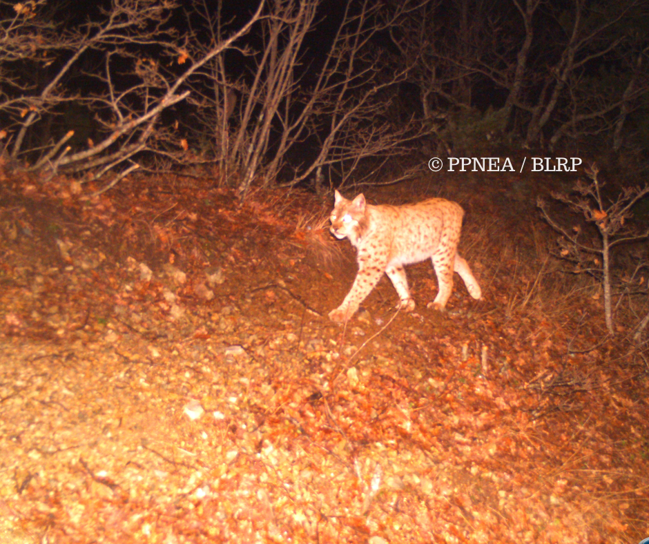 Better protection for the Balkan lynx