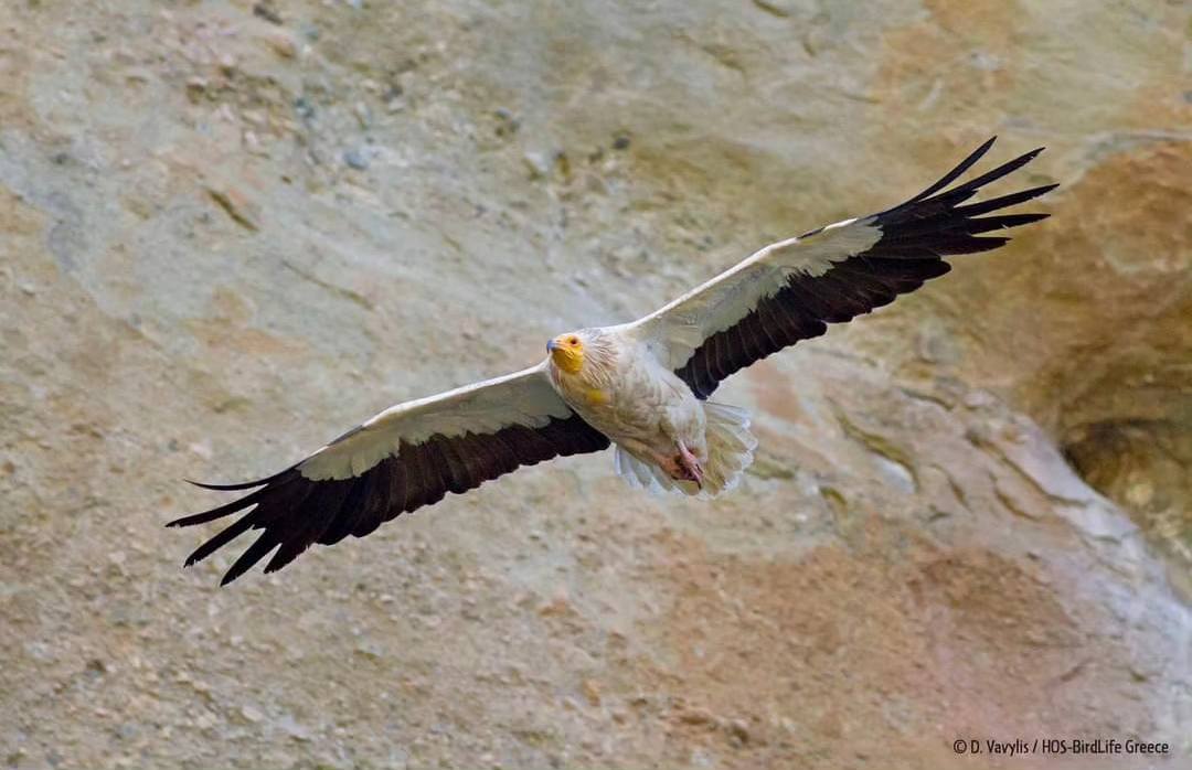 Exciting news! Our tagged egyptian vulture, “Aoos / Vjosa” hits the road to Albania