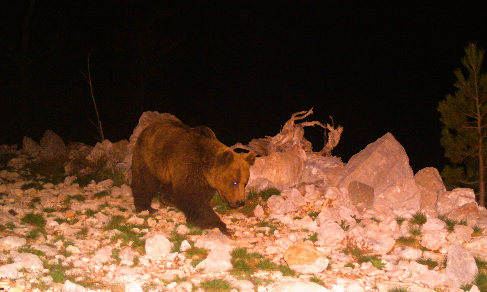 New scientific article on dietary habits of the Brown Bear (Ursus arctos) in the transboundary Prespa basin