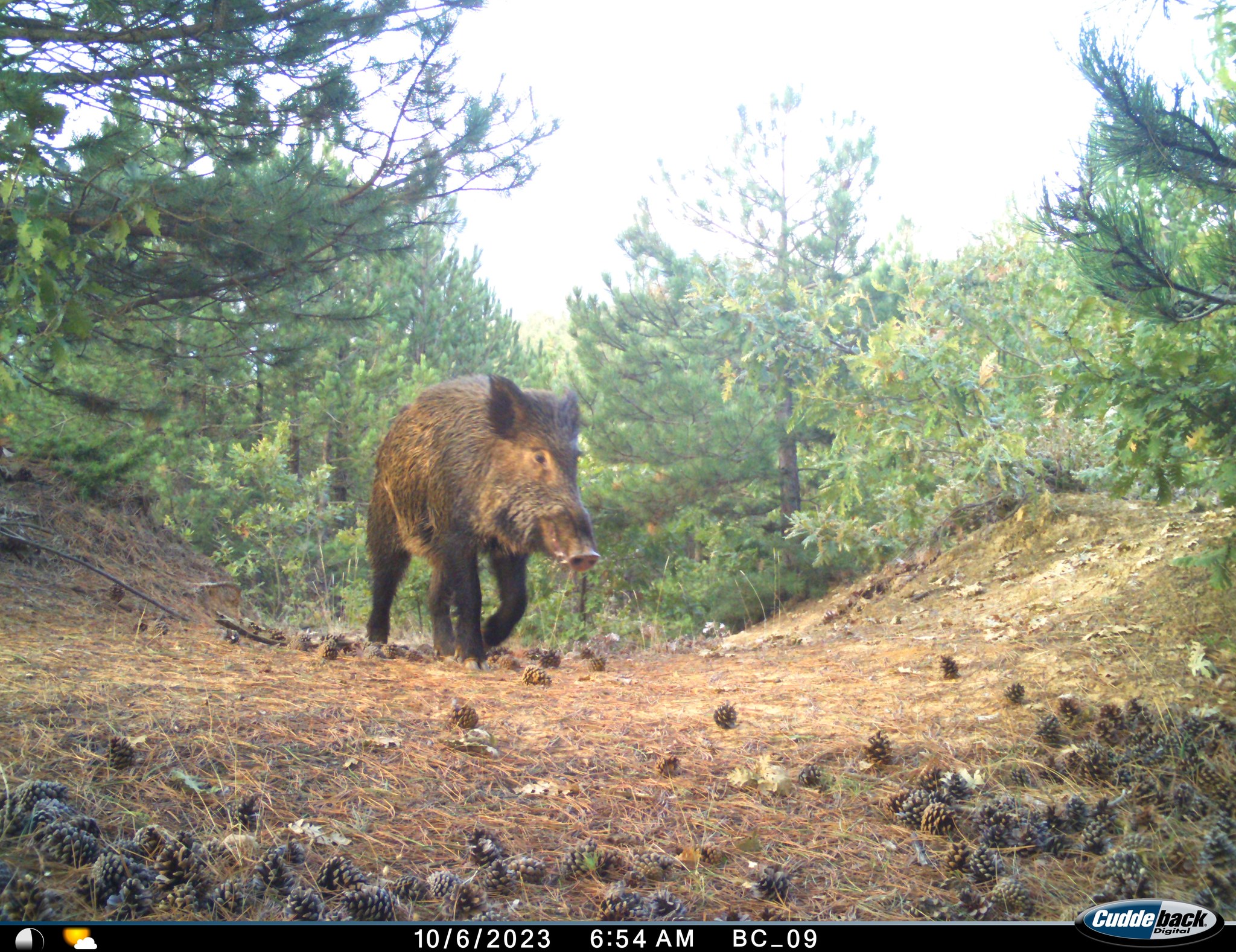 Wrapping up an exciting third year of the camera trap monitoring!