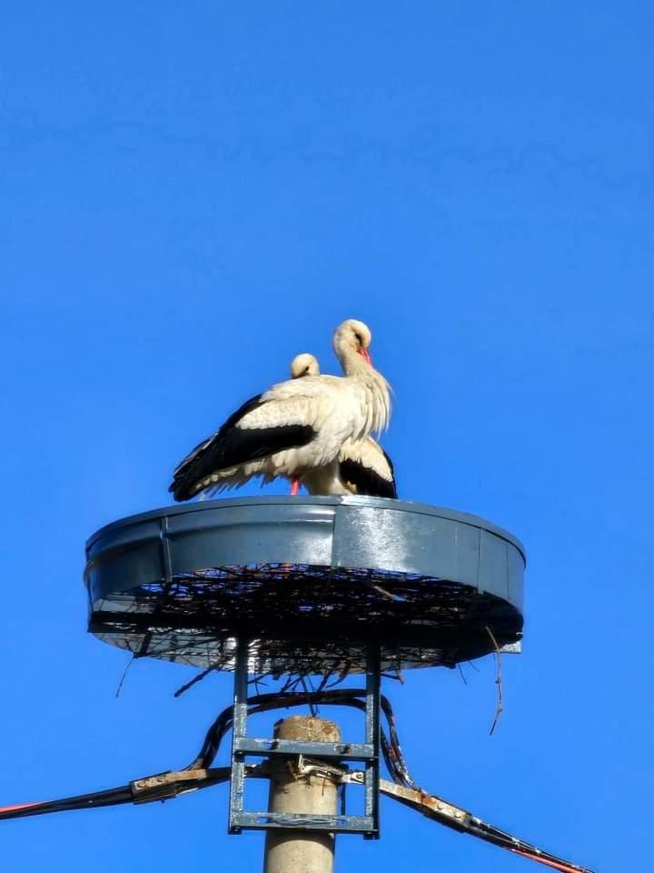 White stork’s new nesting spot in Gjirokastër