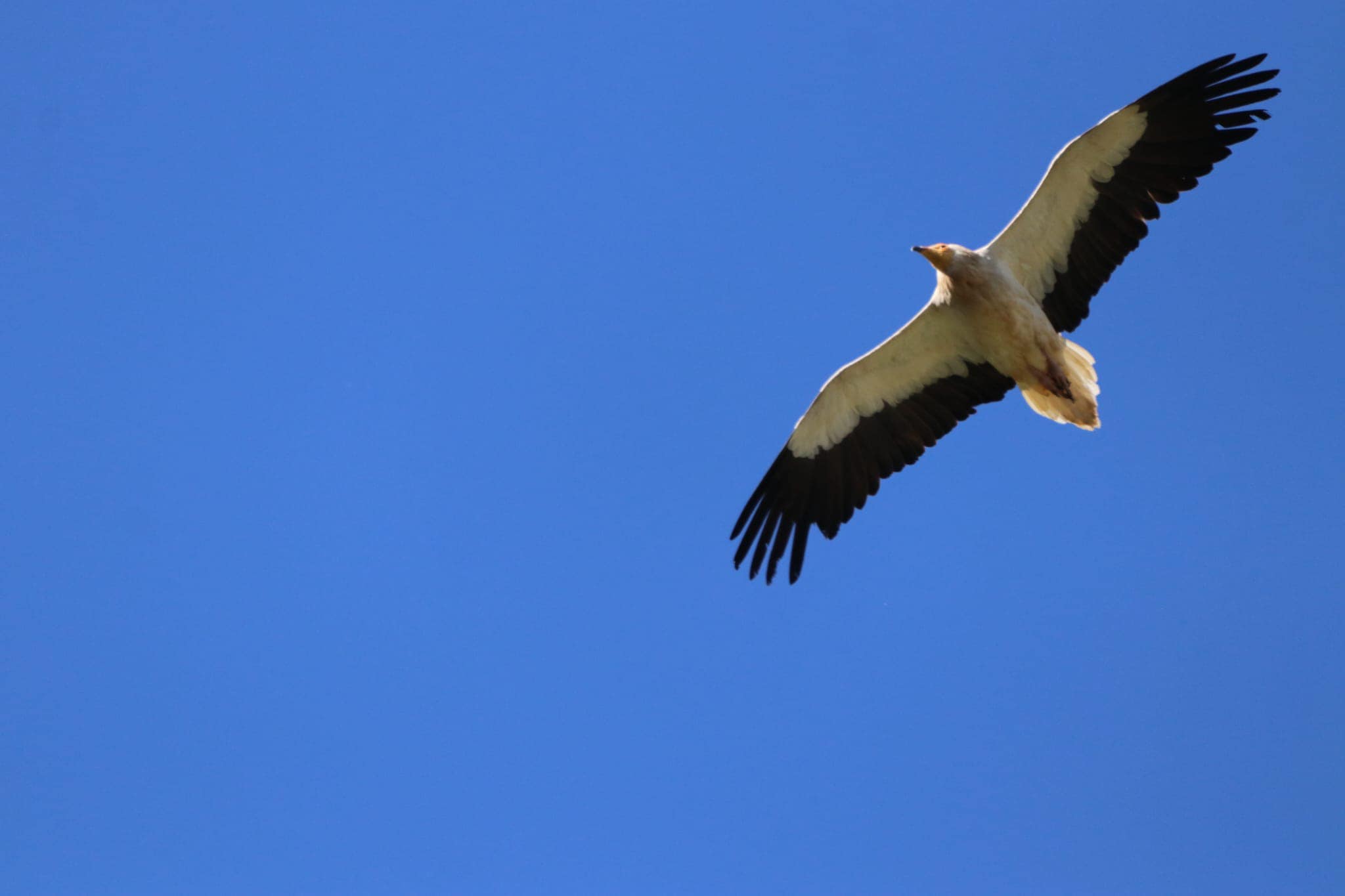 Egyptian vulture safely arrives in Albania