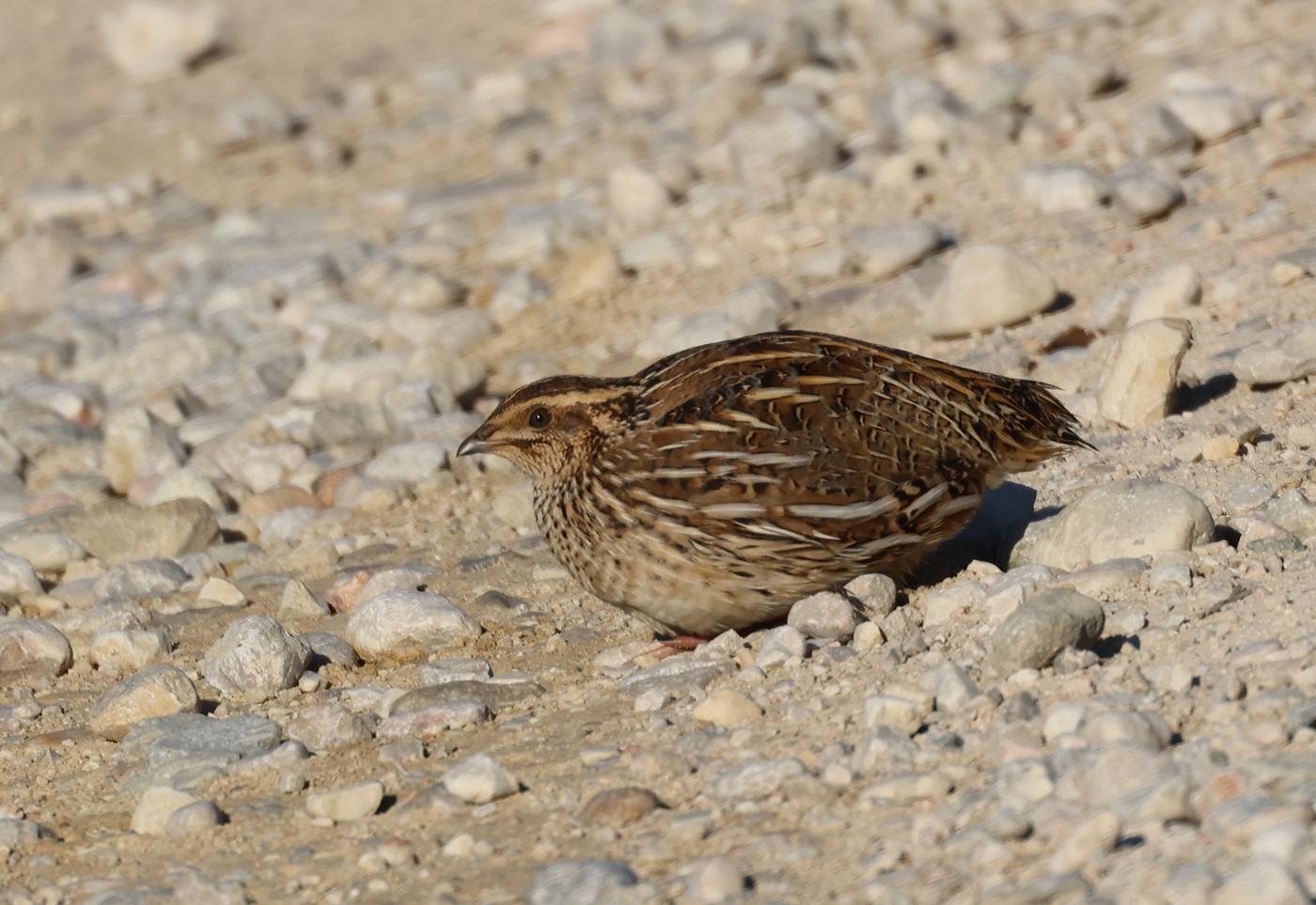 Quail hunting in the Balkans is causing the loss of this endangered species