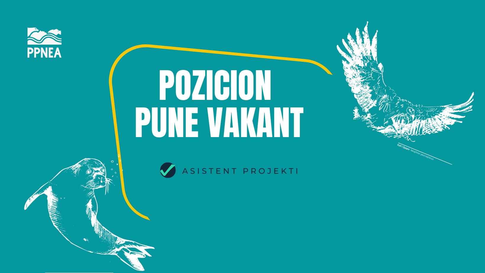 PPNEA KËRKON TË PUNËSOJË NJË ASISTENT PROJEKTESH