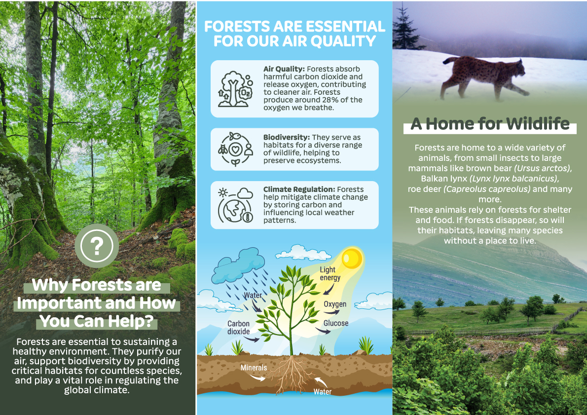 Why forests are important and how you can help