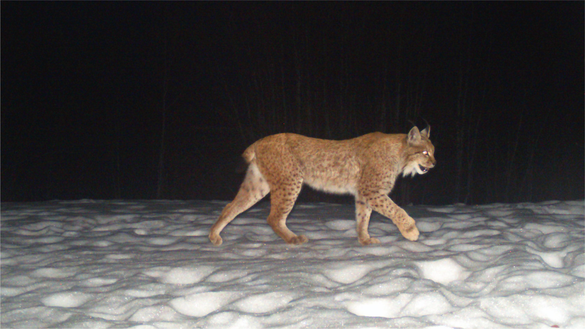 A decade of monitoring the critically endangered Balkan lynx in its core area: Insights from spatial capture recapture models