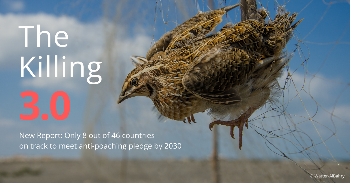 The Killing 3.0 : Progress assessment on eradicating the Illegal Killing of Birds in the Mediterranean and Europe