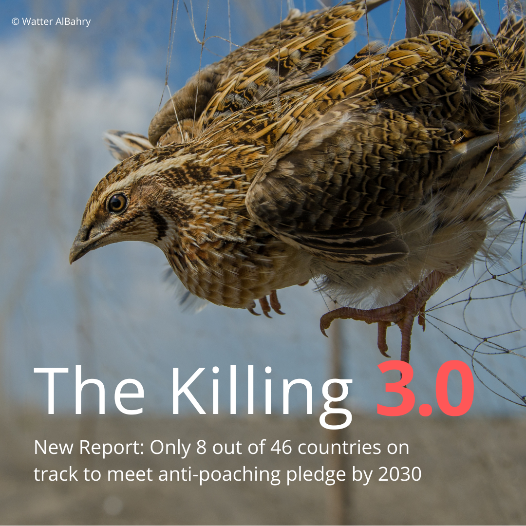New report: Millions of birds still illegally killed – and most countries failing to stop it