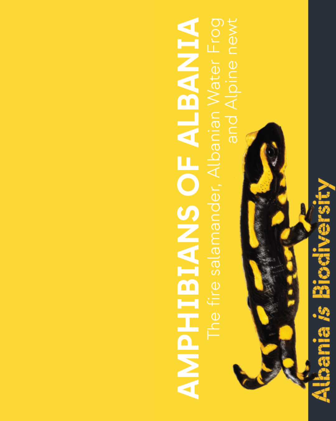 Amphibians of Albania