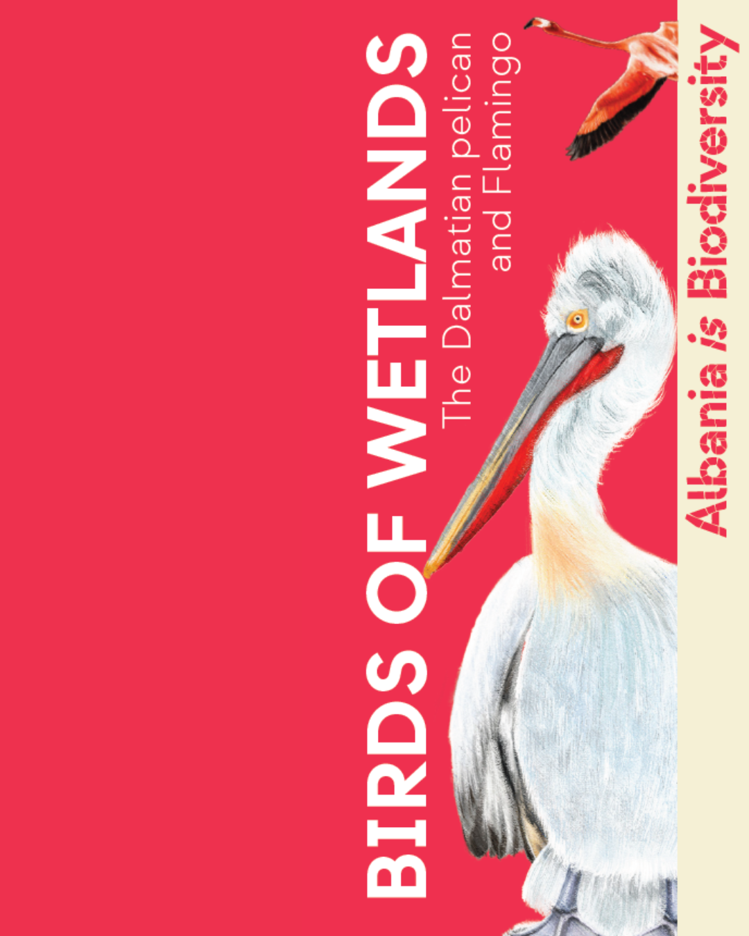 Birds of Wetlands