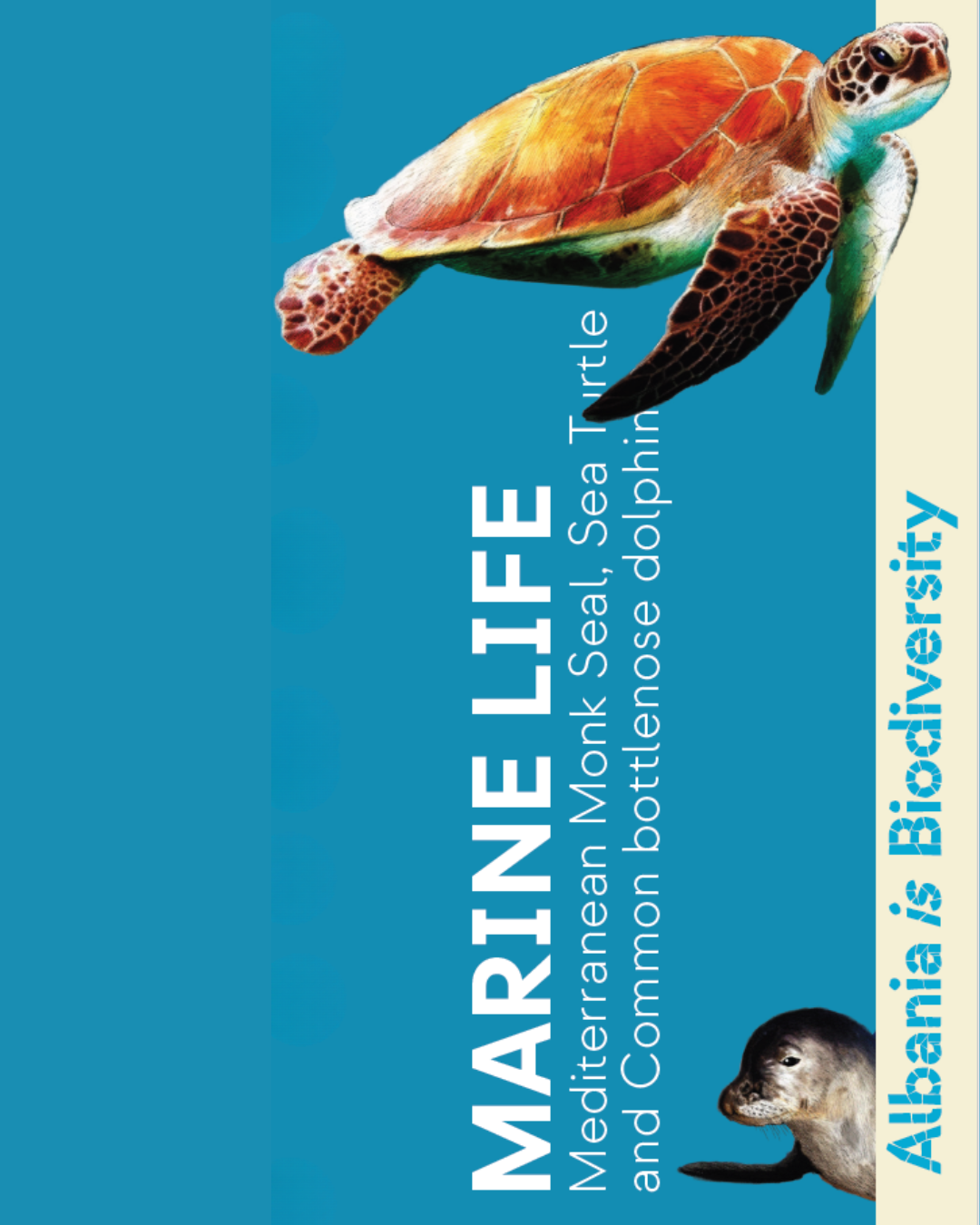 MARINE LIFE: Mediterranean Monk Seal, Sea Turtle and Common bottlenose dolphin