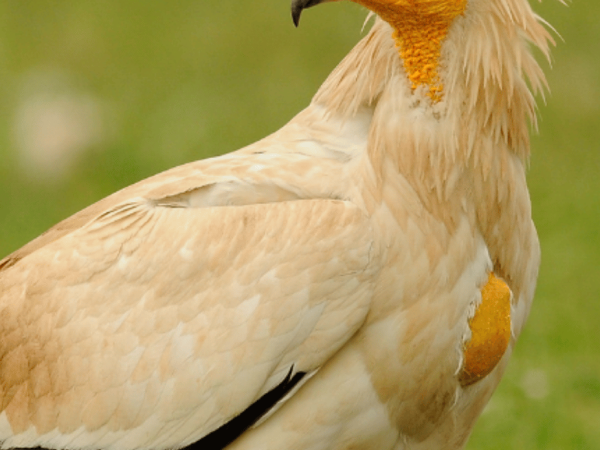 Shkabat dhe roli i tyre thelbësor në ekosistem