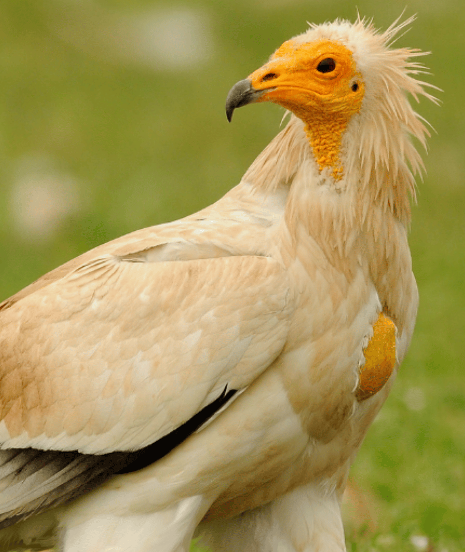 Shkabat dhe roli i tyre thelbësor në ekosistem