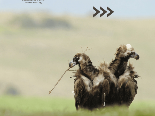 Vultures: Loyal partners