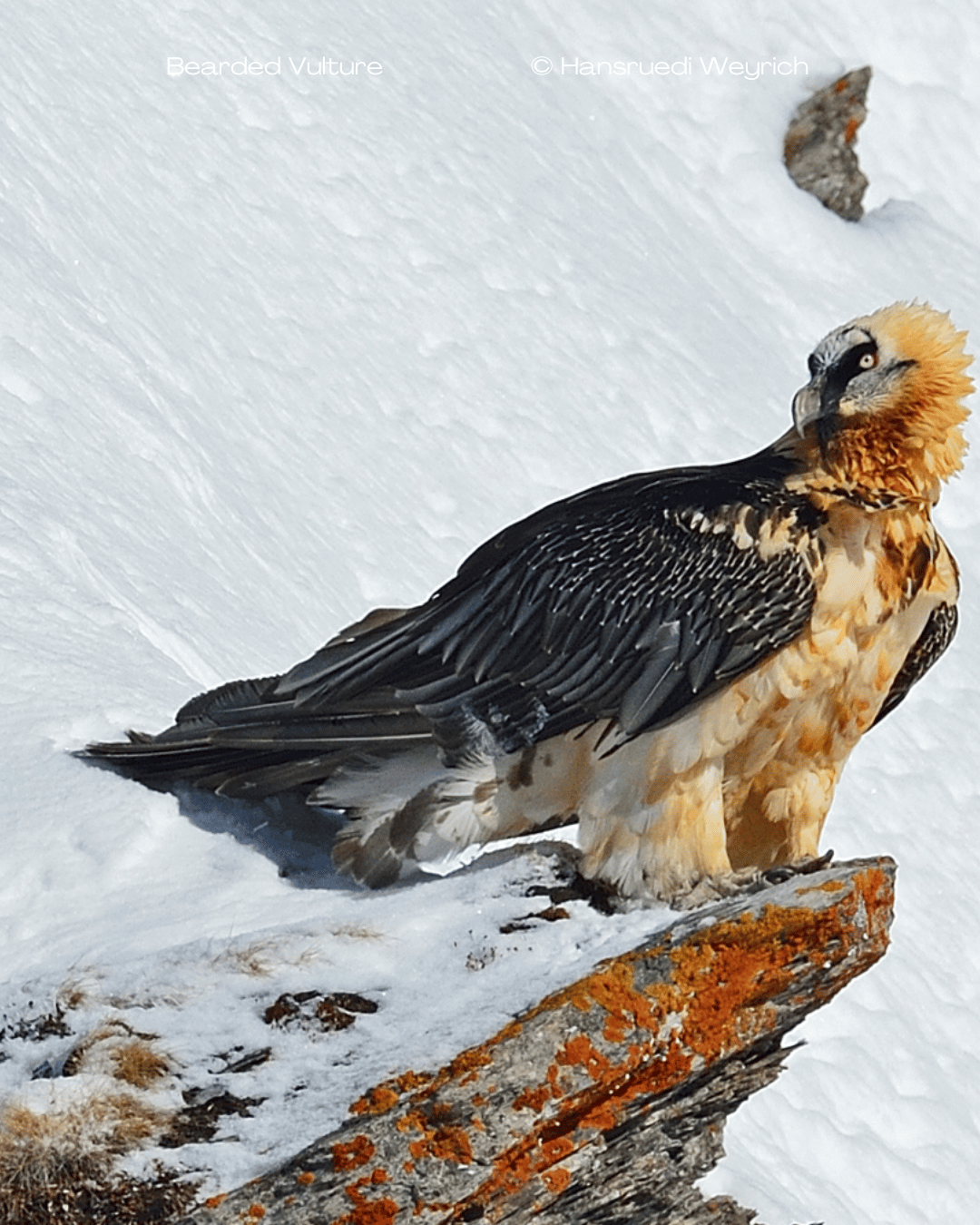 Vultures: Threatened birds