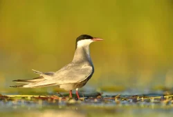 Vilda_126706_Whiskered-Tern_Yves_Adams_A3_72191-1024x683 Vilda_126706_Whiskered-Tern_Yves_Adams_A3_72191-1024x683
