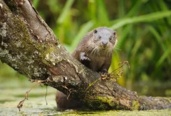 Vilda_63339_Otter_Yves_Adams_A4_73238-for-Albania-1024x681 Vilda_63339_Otter_Yves_Adams_A4_73238-for-Albania-1024x681