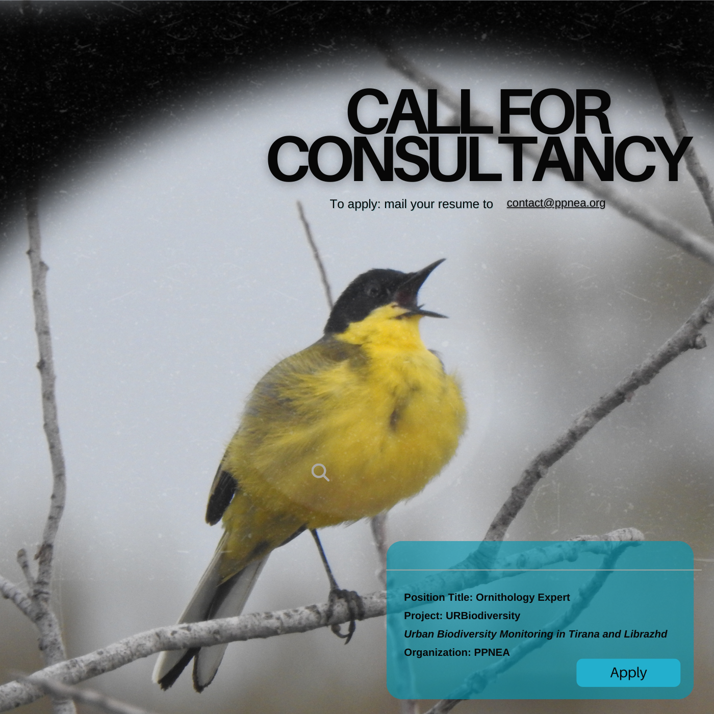 CALL FOR CONSULTANCY