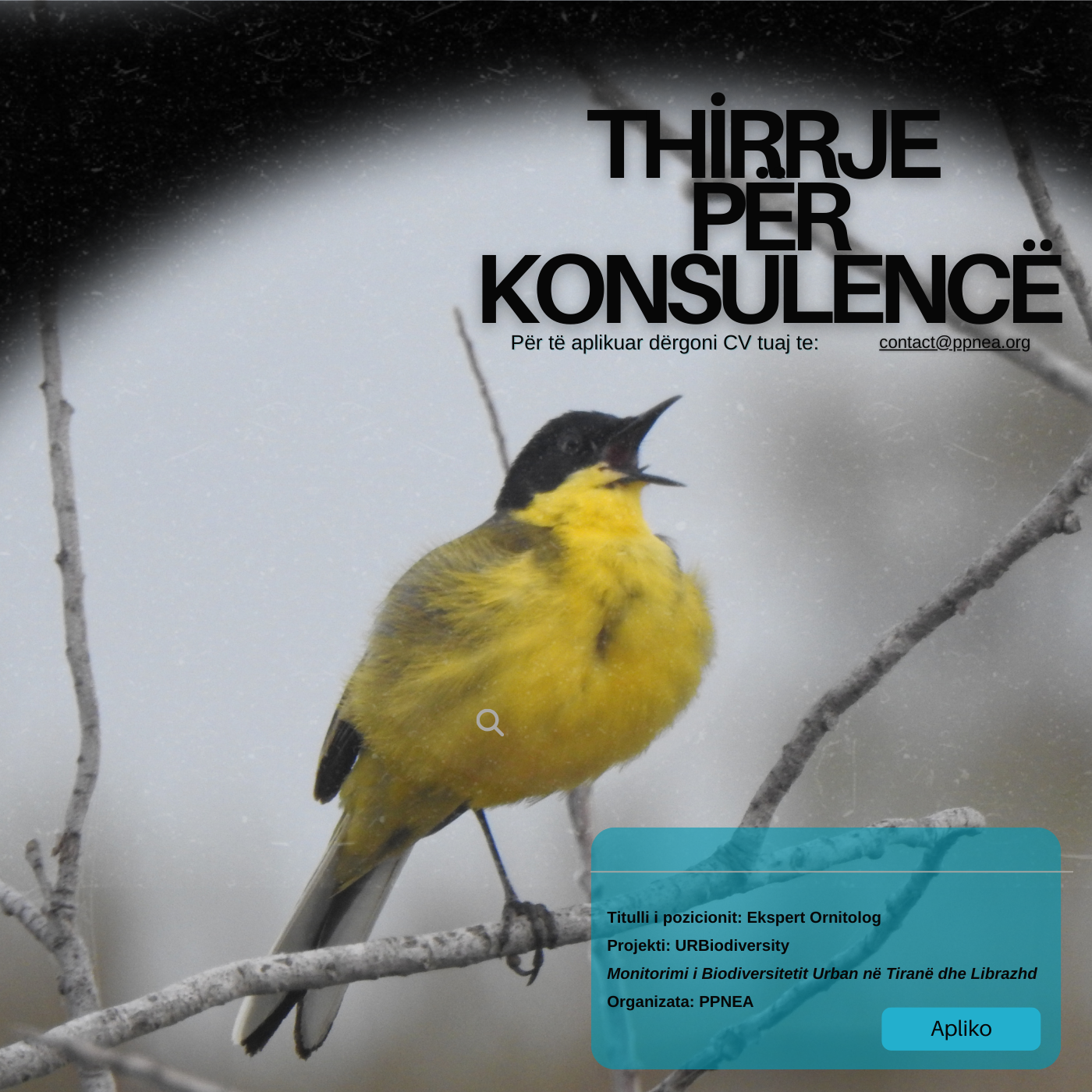 THIRRJE PËR KONSULENCË