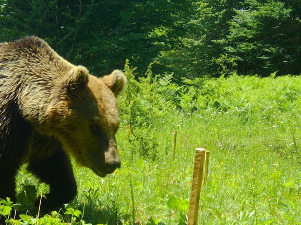 Coexistence for Conservation: Human – Brown Bear Harmony  |  Albania