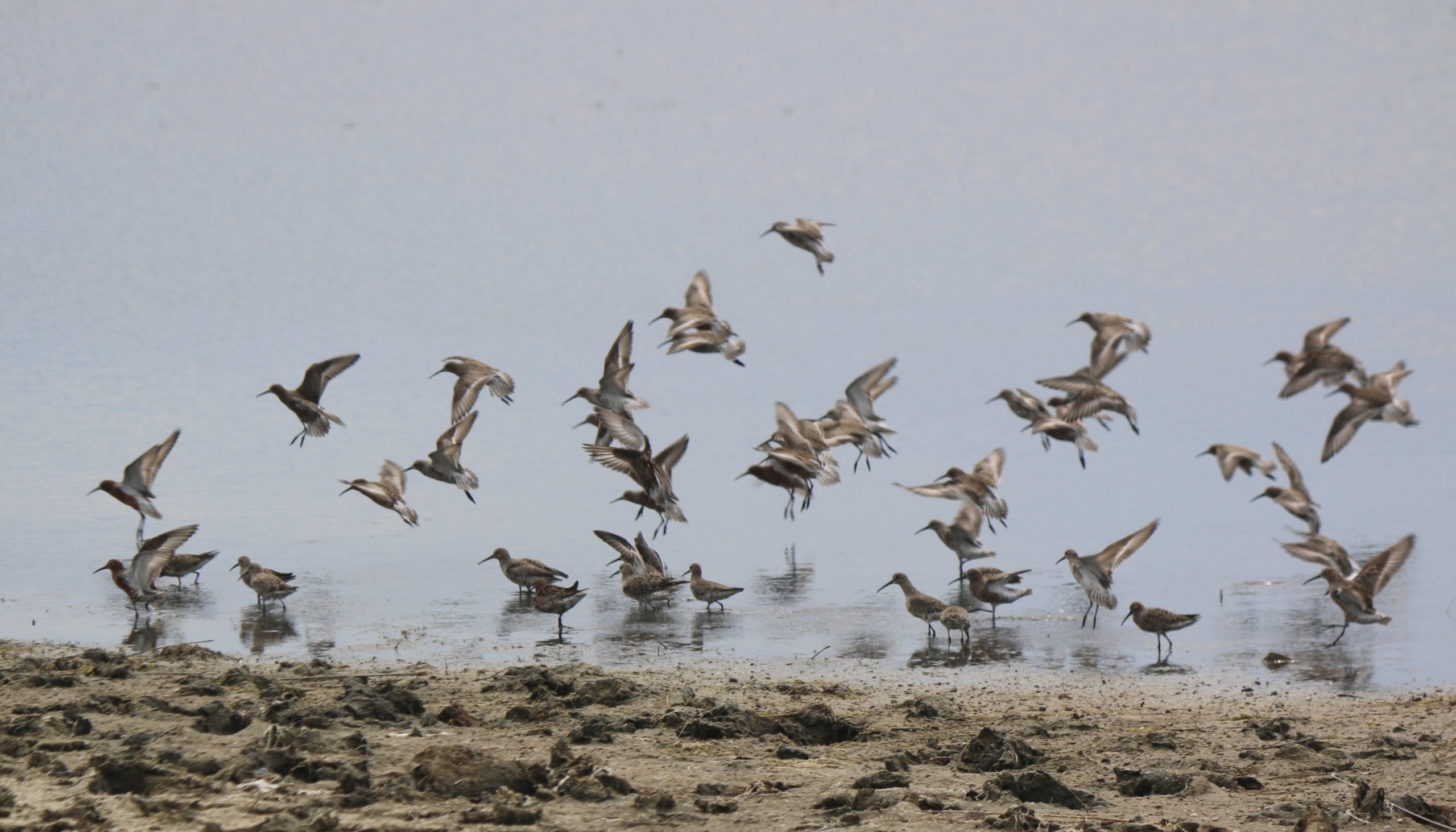 Kontratat e Ligatinave, një model i ri për mbrojtjen e natyrës