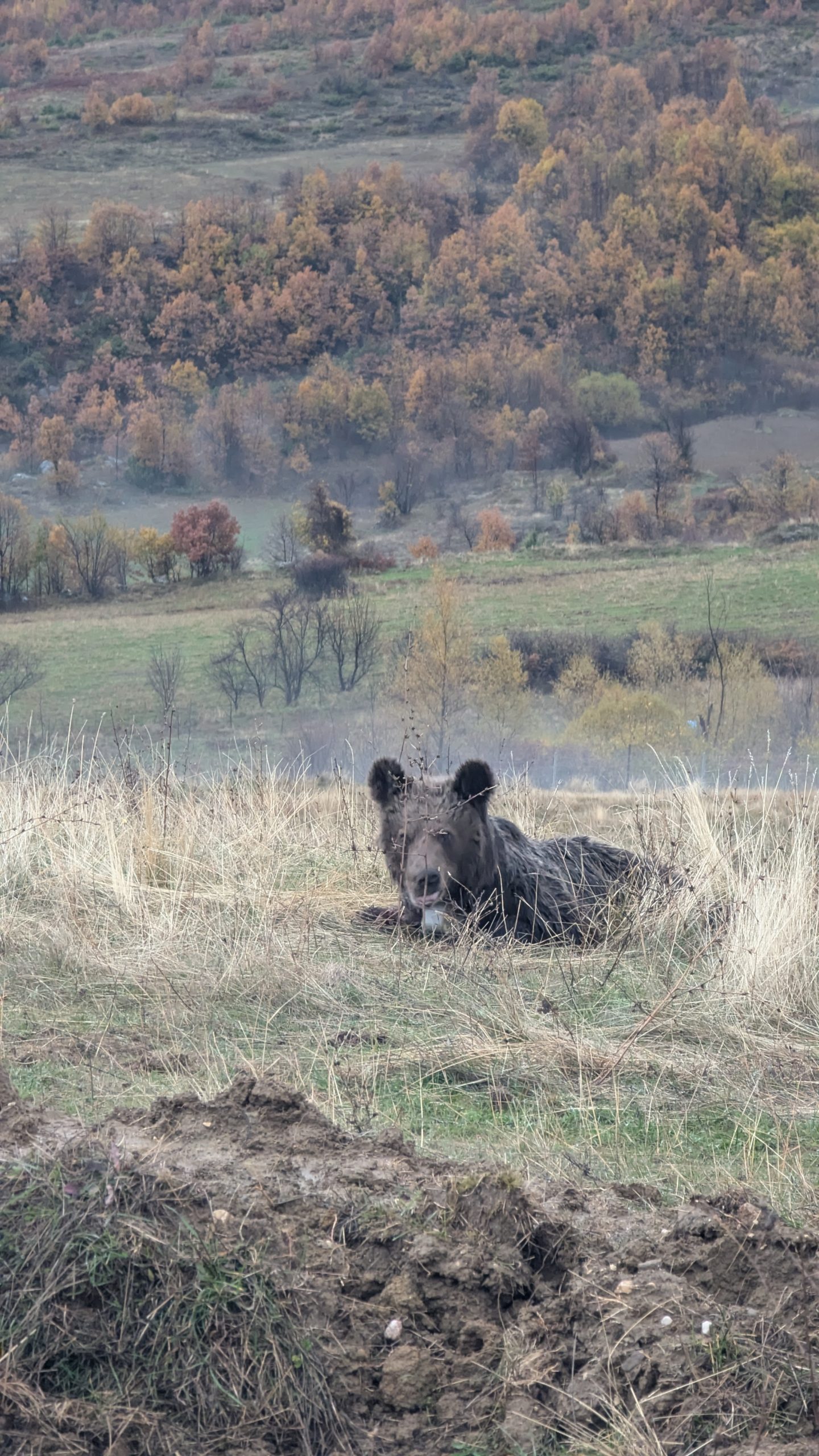 Laku, vrasësi i heshtur i jetës së egër