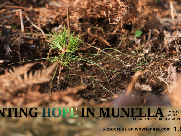 🌲 A 5-Year Tradition of Bringing HOPE Back to Mount Munella