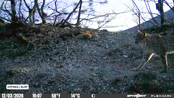 Monitorimi i Rrëqebullit të Ballkanit në Shqipëri: Konfirmohet Riprodhimi i rrëqebullit edhe në Parkun Kombëtar Shebenik