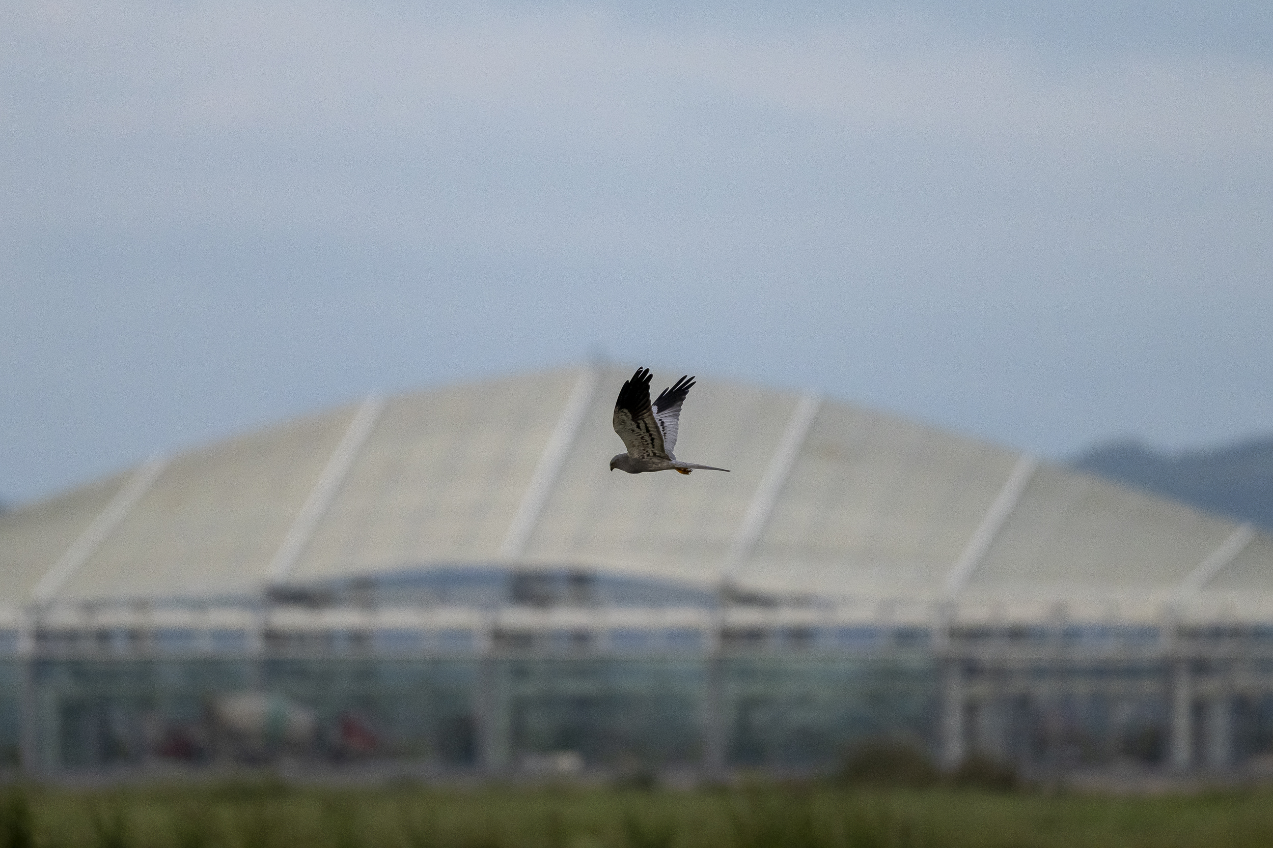 Konventa e llojeve shtegtare (CMS) kërkon ndalimin e ndërtimit dhe operimit të Aeroportit Ndërkombëtar të Vlorës deri në kryerjen e studimeve të nevojshme.
