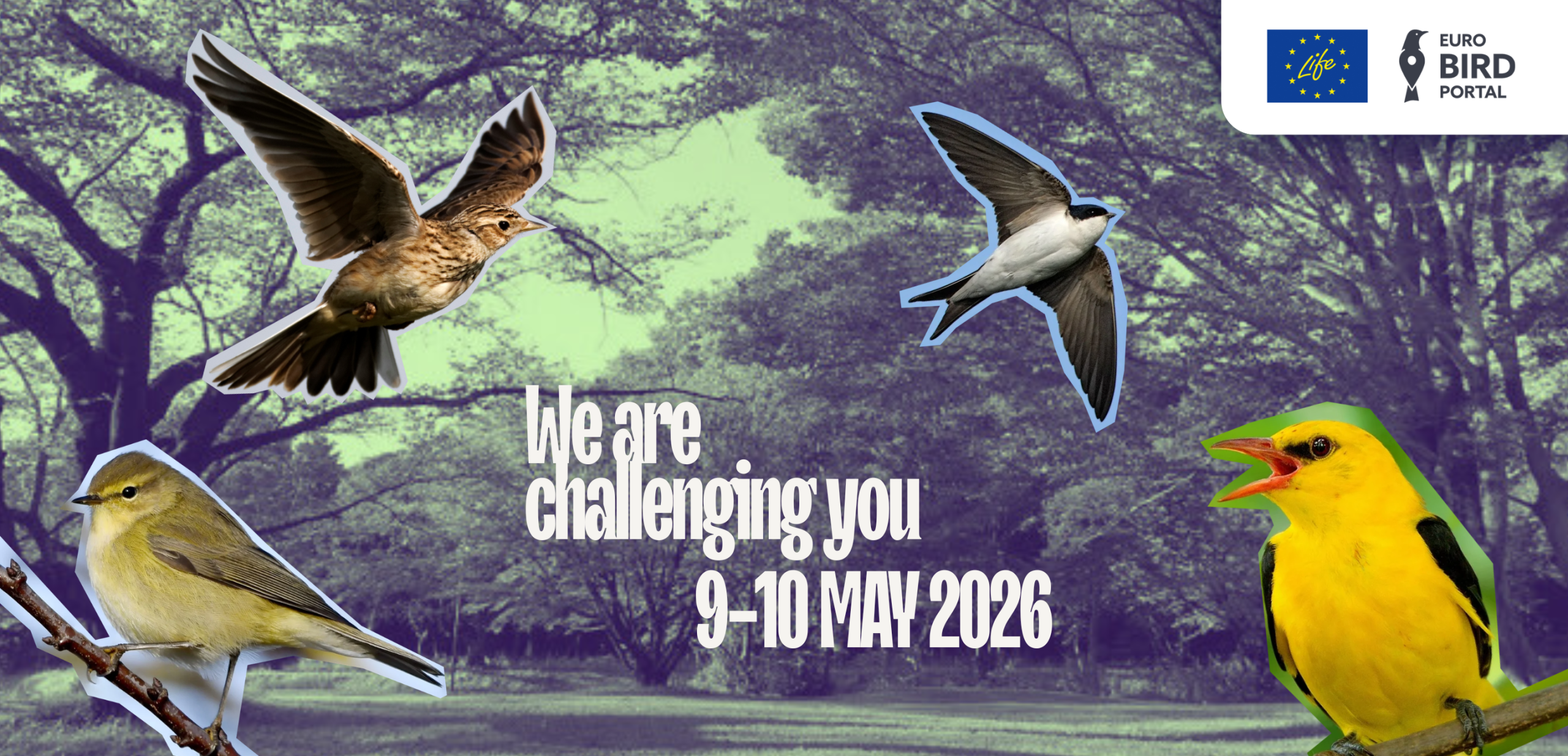 We are challenging you! World Migratory Bird Day